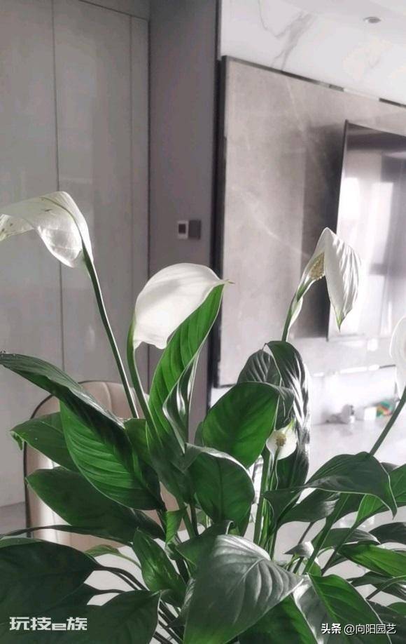 适合水培的植物类型(这6种水养植物干净卫生观赏性高)-图片3